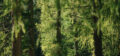 Wald um das vigilius mountain resort