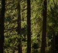 Waldbaden am Vigiljoch – ursprünglicher Bergwald in Südtirol beim vigilius mountain resort