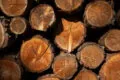 Tronchi di legno impilati con anelli di crescita visibili
