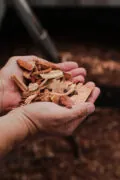 Cippato di legno tenuto in mano