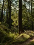 Bosco con alberi e luce del sole che filtra tra i rami